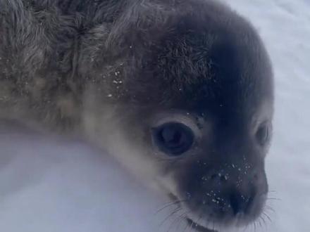 不同动物幼年和成年的叫声 #动物科普 #动物叫声 #科普