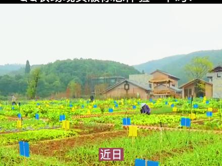 花2580元自己租田,在家种菜,QQ农场现实版你想体验吗?#互联网#智慧农业 #dou小助手 #经典游戏