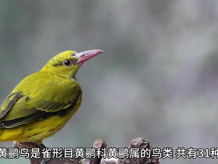 黄鹂鸟找伴侣的实力#神奇动物在抖音