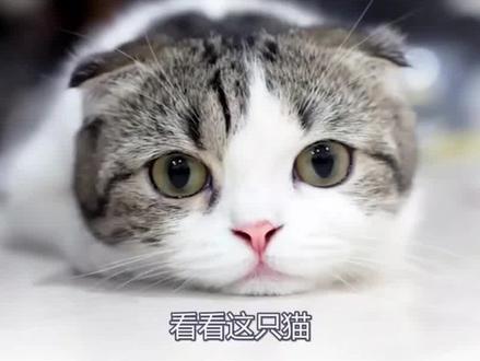 你知道羊的瞳孔为什么是方形的吗?#涨知识 视频来源:西瓜视频 创作者@大象真白