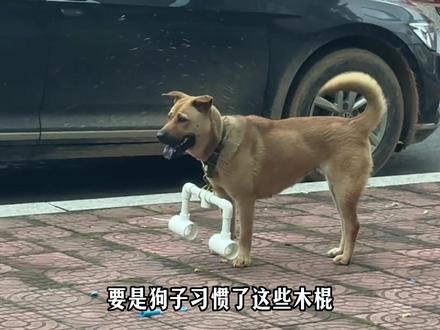 放下木棍不能奔跑,叼上木棍不能撕咬#狗狗 #狗狗减速器 #防止狗咬人#剪映