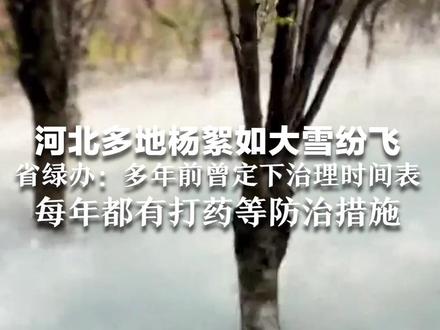 看似如雪一样美,实则毛毛糊一嘴 河北多地杨絮如大雪纷飞 省绿办:多年前曾定下治理时间表 每年都有打药等防治措施