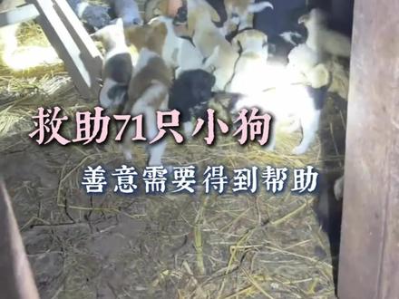 救助了71只小狗的好心人应该得到帮助#小狗#宠物救助#温暖#感动