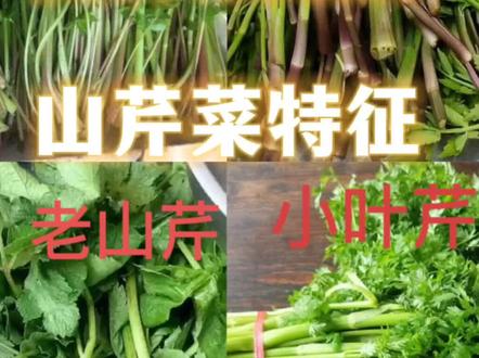 延边州安图县林区四种野生山芹菜的区分#乡村振兴dou行动 #抖音助农 #抖音新农人 #大山里的原生态 @抖音小助手