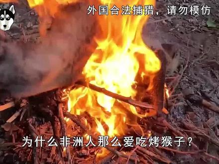 非洲人天天烤猴子吃,印度人却奉猴为“神”,为什么同猴不同命? #猴子 #非洲生活 #动物 #科普 #涨知识