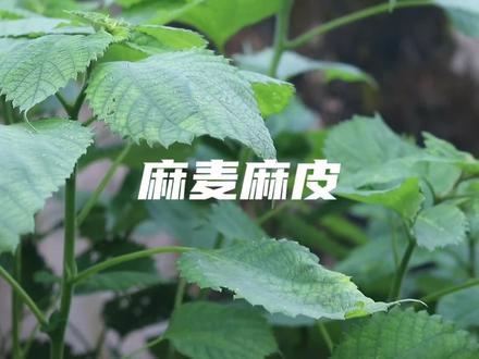 深入浅出的解析一下“麻麦麻皮”,你懂了吗#重庆方言 #重庆 #云南方言 #四川方言#贵州方言