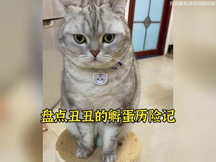 盘点丑丑的孵蛋历险记#孵蛋的猫咪 #丑丑孵蛋历险记 #猫咪 #抖音萌宠计划 #谁能拒绝傻憨憨的小猫咪