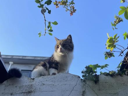 当一只城里猫回村后#我镜头下的小猫 #被猫猫治愈的瞬间 #我的乡村生活 #小动物们能有多治愈 #回村后的猫咪