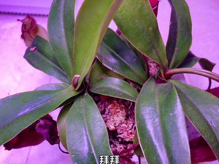 猪笼草该怎么养?猪笼草属于比较能吸水的植物,需要注意浇水#猪笼草