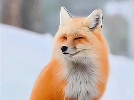 分享12种动物叫声,你都记得吗?#动物#神奇动物在抖音#保护野生动物 #声音疗愈