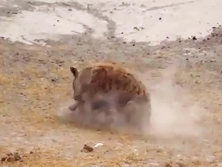 疣猪智商爆表:智斗狡诈鬣狗,洞穴大作战扭转乾坤 #鬣狗 #疣猪 #动物世界看人生百态 #奇妙的动物