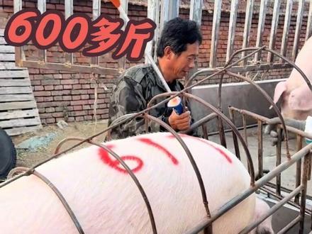 老孟花高价抓一车超肥大胖猪,肉膘子二十公分厚,净重600多斤