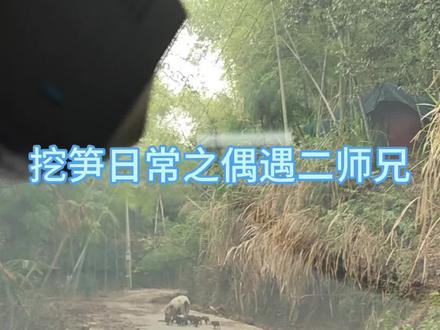 笋都被它们一家人挖完了。😂