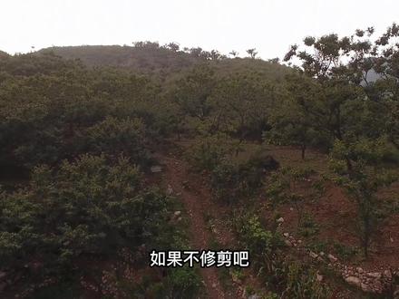 宽城板栗的生长环境因素