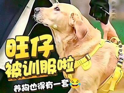 养狗也得有一套,旺仔被训的服服帖帖的🤣请看到最后#拉布拉多