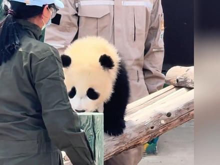 曼兰崽真不愧是兰野太子爷,五个保育员进行360°无死角的守护 #大熊猫曼兰崽 #大熊猫 #国宝熊猫 #萌到爆炸了💥 #来这吸熊猫