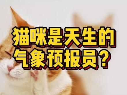 猫咪一洗脸就要下雨了?没想到竟然是真的!!!
