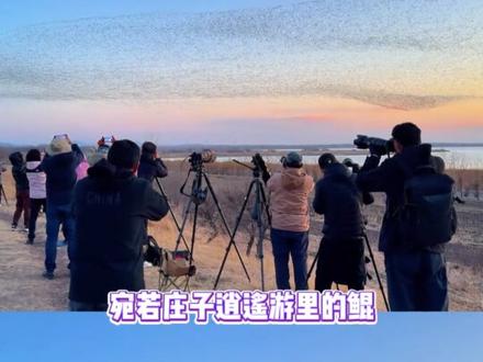 北冥有鱼是真的!这一刻真正懂得了庄子的浪漫… #东营观鸟季 #东营黄河口 #东营鸟浪 #东营鸟浪位置 #东营旅游