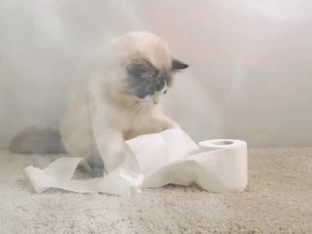 “萝卜纸巾猫”走红网络#猫能分辨萝卜与纸巾走红#这一现象不仅对情绪价值的精准把握更是文旅营锁范式深刻变革。