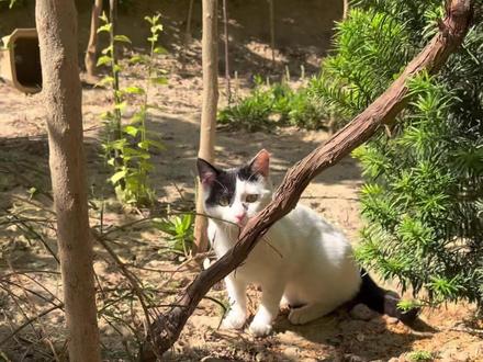小区流浪猫,默默守护邻里安宁
不少邻居会对流浪猫抱有看法
可它们实则是小区天然的护卫者
穿梭楼栋草丛间,抓捕老鼠、驱避蛇类
有效减少虫害侵扰,守护大家居住安全
无家可归却依旧尽责守护周遭
小小的身躯,有着大大的作用
心怀善意善待生灵,彼此相伴共处#关爱流浪猫不爱也请不要伤害 #流浪猫也有生存的权利 #小区流浪猫管理 #保护猫咪