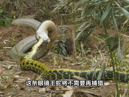 眼镜王蛇丨它所到之处,蛇类无一生还 #眼镜王蛇 #眼镜王蛇第一视角