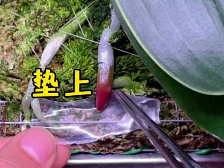 开完花的蝴蝶兰还可以这样养复花 告别传统固有养在塑料盆里的蝴蝶兰养法#蝴蝶兰#蝴蝶兰养护#板植蝴蝶兰#蝴蝶兰板植#养花小知识