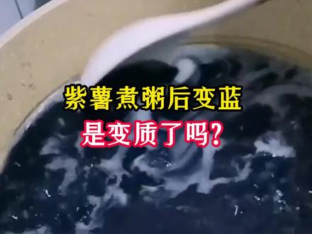 紫薯煮粥后变蓝,是变质了吗?#科普 #紫薯 #紫薯粥 #花青素 #营养 #食品安全