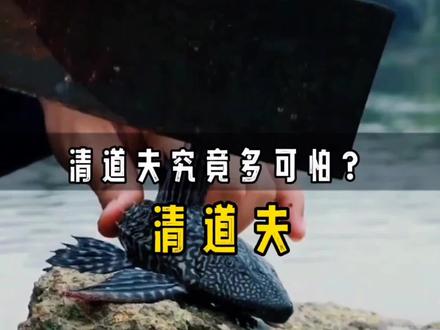 清道夫究竟有多可怕?晒成鱼干,遇水复活。冰镇它,遇水生龙活虎#清道夫 #鱼 #知识创作人 #中视频伙伴计划 #科普一下 #知识 #科普知识 #冷知识 #涨见识 #奇闻异事