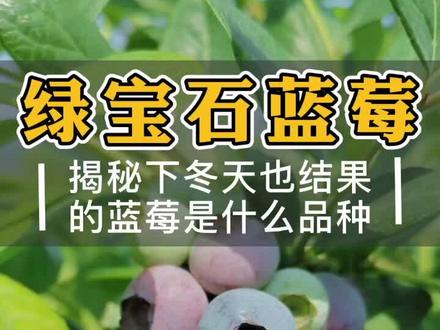 冬天虽然能结果,但是却成熟不了。#绿宝石蓝莓苗 #薄雾蓝莓苗 #奥尼尔蓝莓苗 #莱格西蓝莓苗 @DOU+小助手