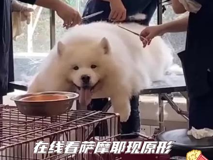 每一只#萨摩耶 剪毛之后,世界上就多了一只北极熊 #萌宠 #宠物