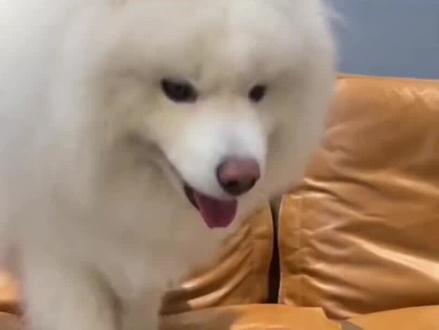 微笑天使萨摩耶养起来到底有多费钱。 #微笑天使萨摩耶 #萨摩耶 #萌宠出道计划