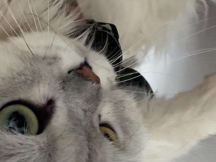 周末肯定同我一起追剧啦#一张照片证明你养了猫 #谁家小猫这么会享受#怪奇物语