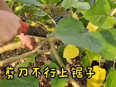 #农业种植 #抖音助农 #农业技术 这样处理桑椹每年吃不完!