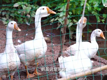 【快科普】村霸“大鹅”为何这么强?
#探知科技馆 #好奇中国 #来科技馆吧 @抖音青少年