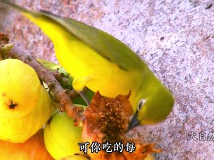 无花果:你咬开我时,听见六百个母亲在哭吗 #无花果 #动物独白 #万物可爱计划 #榕小蜂 #一代人有一代人的动物