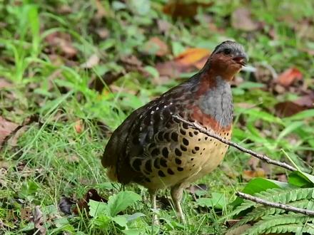 50种鸟叫声大全,超近距离看鸟儿唱歌,在自然中放松身心