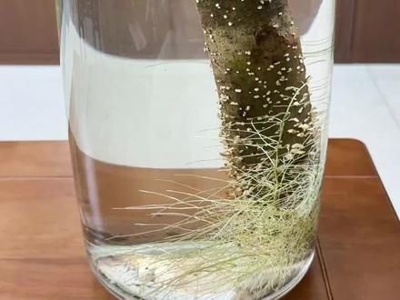水培小叶女贞到底要不要经常换水,我发现养的好的都是少换水,选个大点的容器#水培#绿植#小叶女贞