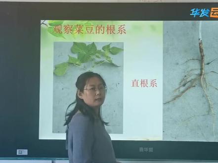 冀少版冀教版生物7上-双子叶植物