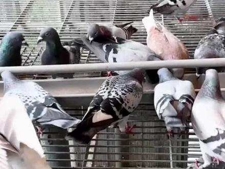 刚快递到家的鸽子怎么处理应激#养鸽人#肉鸽养殖 #信鸽赛鸽 #鸽子养殖技术 #种鸽