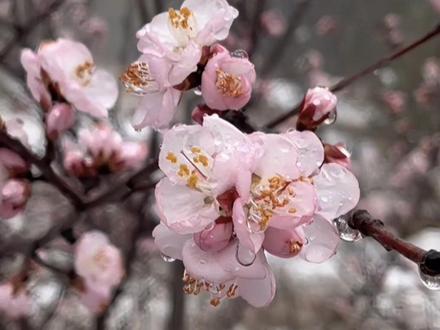 青州上稍村赏桃花路线#每周一山 #淄博周边游攻略 #上稍村