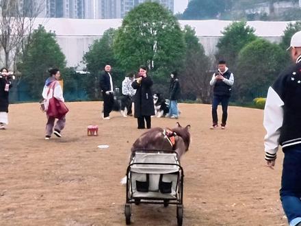 山城阿拉斯加年会来啦
今天阿拉斯加不拆家拆盲盒🎁
雪橇🛷小队也太帅啦
能让毛孩子玩得这么开心、这么疯,当然离不开靠谱的后勤保障啦~
维呵国际动物医疗中心专业护航,一站式服务,让毛孩子的每一次聚会都尽兴且放心💗
#阿拉斯加 #宠物 #雪橇三傻 #维呵呼萌一站式宠物服务 #狗狗