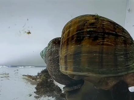 盘点那些趣味的实验,分享灭虫小妙招#虫害防治 #福寿螺 #趣味实验