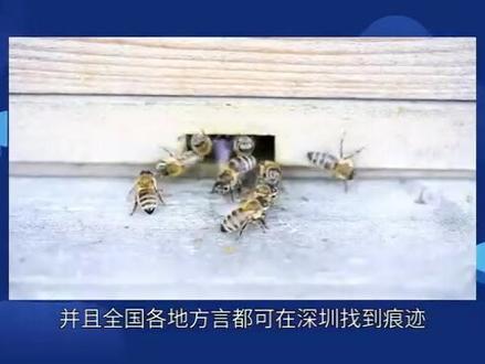 #深圳话 :什么是深圳话?