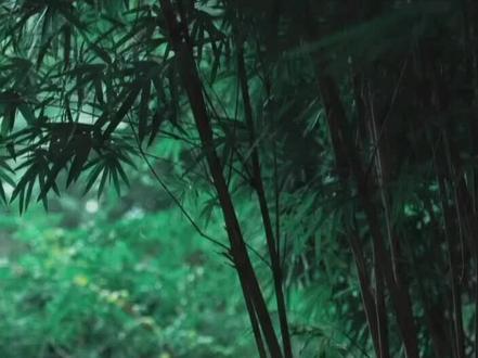 人都一样,弱时慕强 强时慕真 觉时悟空