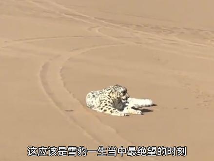 迷路在吐鲁番的雪豹,成功被救#雪豹 #沙尘豹 #动物世界