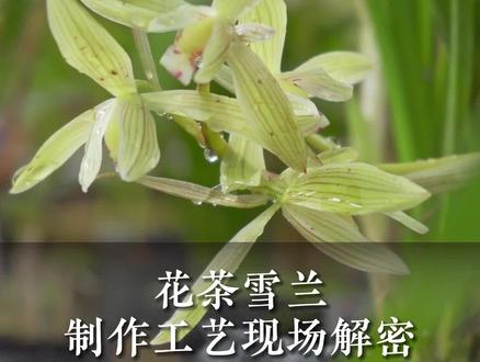 大家知道问山的雪兰如何做出来的吗?今天我们将在现场给大家还原制作工艺的过程~ #窨制花茶#兰花茶制作 #知茶懂茶