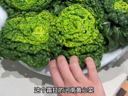 河南种的蔬菜真的有一手 #黄心菜 #真实生活记录 #河南黄心菜