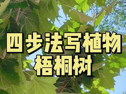 四步法描写植物 #夏天 #语文 #学习