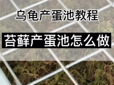 最近很火的苔藓产蛋池教程来了不用再担心沙子卡泵脏水了#养龟日常 #蛋龟 #果核泥龟 #排缸 #乌龟排缸