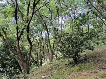 日本红菇俗称石灰菌,是红菇科一种有毒的蘑菇。#野生菌 #采蘑菇